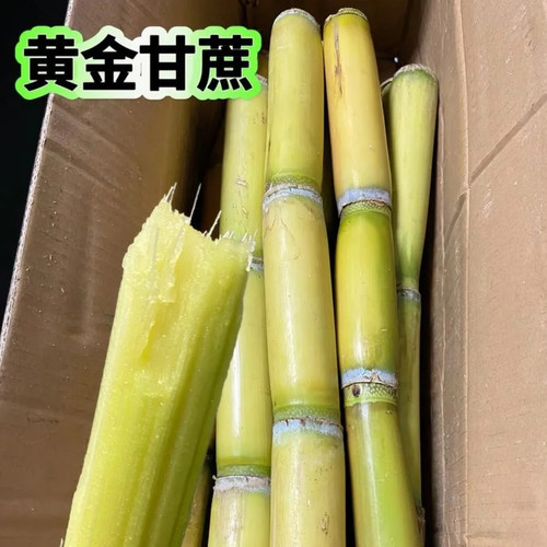 云南特产新鲜黄金甘蔗手撕应季当季水果热带水果黄皮甜蔗