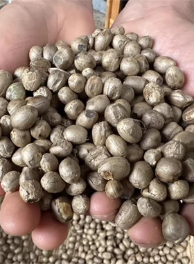 云南野生竹米竹子48年果实煲汤煮粥果实种子干货可食用500g