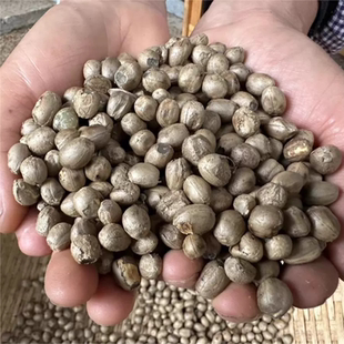 云南野生竹米竹子48年果实煲汤煮粥果实种子干货可食用500g