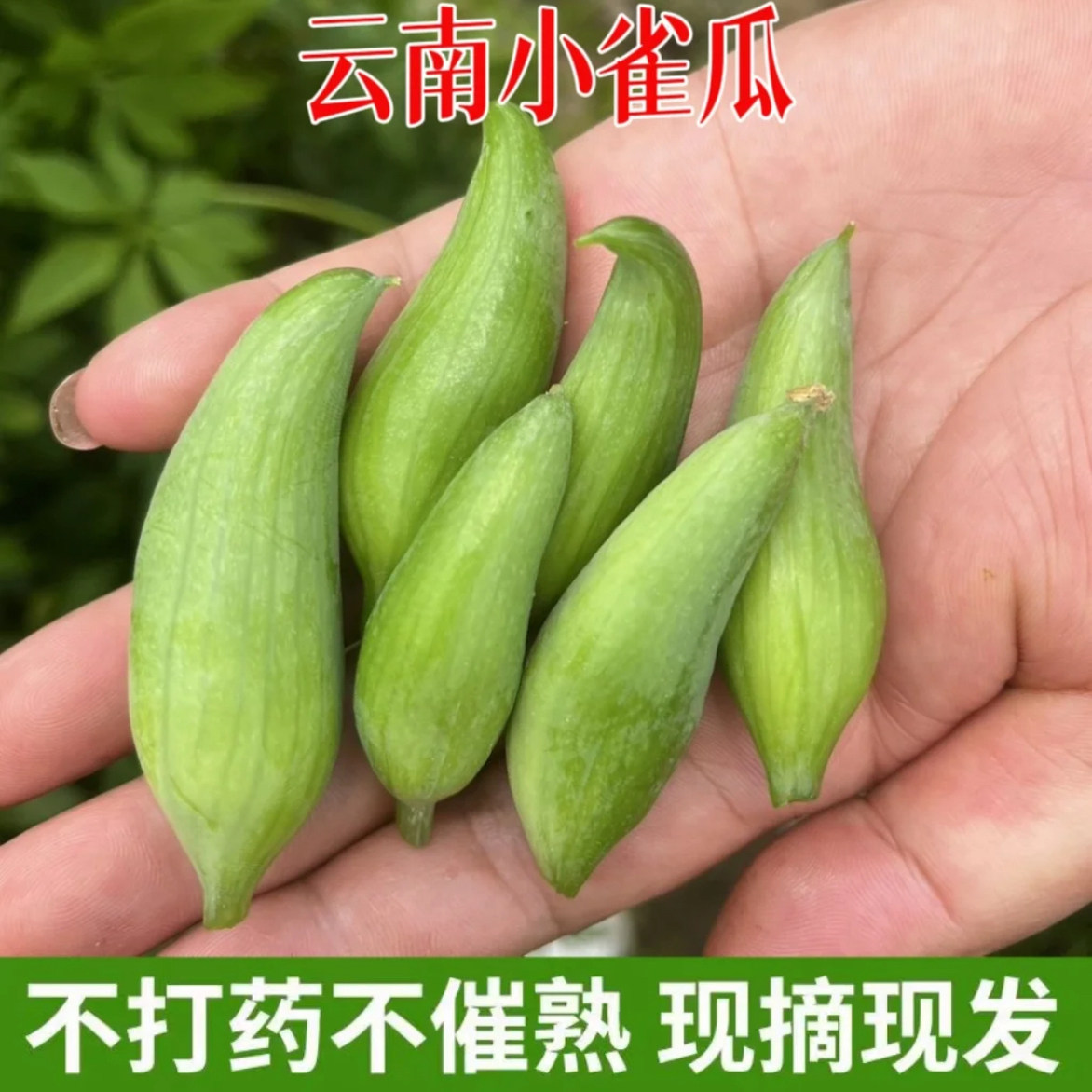 云南德宏特产新鲜蔬菜小雀瓜小角瓜美味素食装短季时令蔬菜