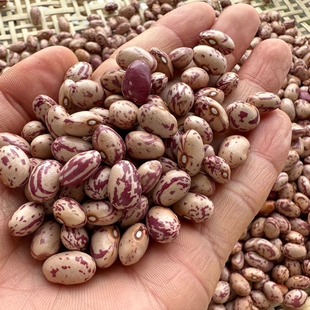 云南腾冲花豆2斤豆米干货新四季豆雀蛋豆白芸豆五谷杂粮花生豆子