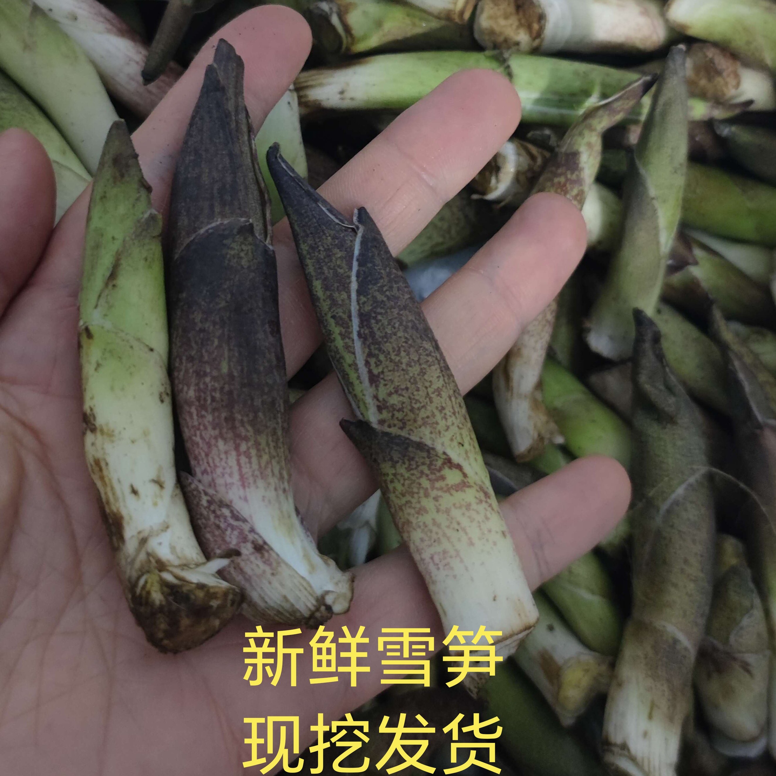 云南腾冲高黎贡山特产新鲜雪笋现挖现发野菜菜鲜嫩笋炒菜凉拌煲汤