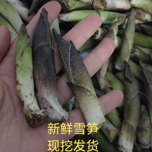 云南腾冲高黎贡山特产新鲜雪笋现挖现发野菜菜鲜嫩笋炒菜凉拌煲汤