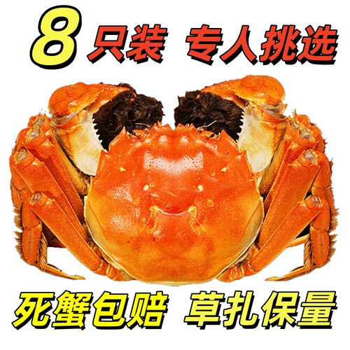 全母现货顺丰包邮大闸蟹8只螃蟹