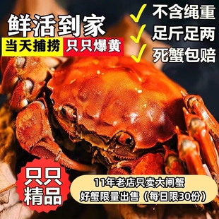 现货不含绳重香草绑扎精品级大闸蟹螃蟹鲜活六月黄蟹8只2两公母蟹
