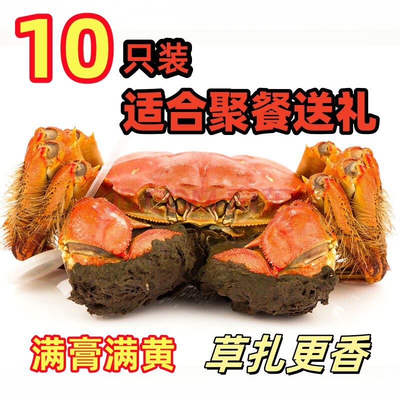 中秋送礼现货包邮精品大闸蟹螃蟹鲜活蟹满黄8-10只自选超大全母蟹