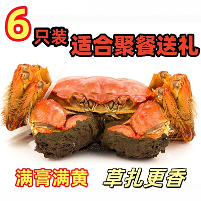 现货包邮精品挑膏大闸蟹螃蟹鲜活满膏满黄特大公蟹4两超大母蟹3两