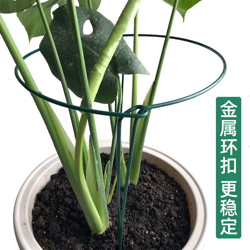 铁艺花架蟹爪兰龟背竹支撑架月季爬藤架植物花支架子半圆花架护叶