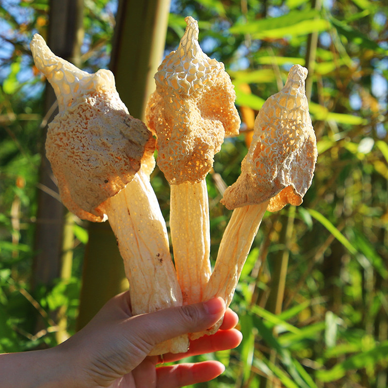 长裙竹荪菇菇四川蜀南竹海特产干货无硫仿野生竹荪100g竹荪菇菇