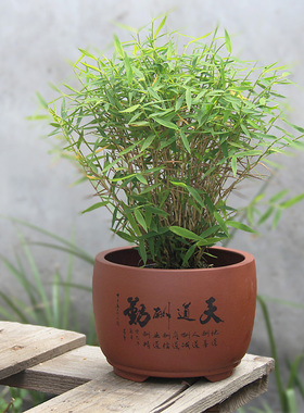 不二多肉家紫砂宜兴简约手工雕刻