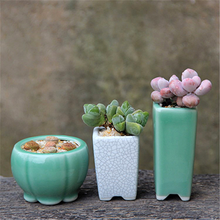 多肉控根盆 老桩造型毛汉尼生石花灯泡 青瓷白浆开片精品宜兴花盆
