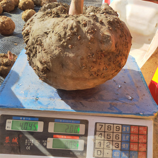 四川盐源新鲜现挖大魔芋魔芋豆腐原料灰菜磨芋头当季灰菜豆腐原料