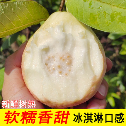 广东软糯软心芭乐果当季本地番石榴巴乐白心5斤水果新鲜包邮整箱3