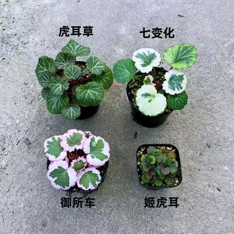 虎耳草七变化御所车姬虎耳多彩虎耳草观叶植物阳台桌面绿植盆栽