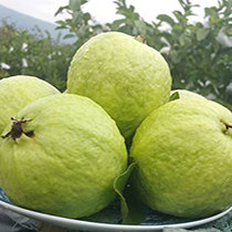 番石榴9斤装芭乐果广西水果时令