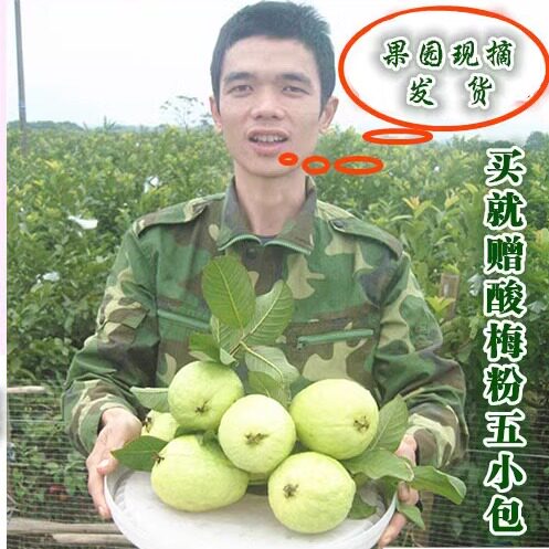 抢！脆口脆甜9斤大果芭乐整箱