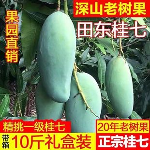 田东桂七芒果10斤 广西百色桂七芒 包邮 当天新鲜现摘 果园直发