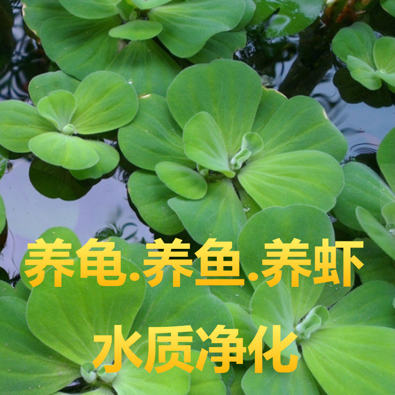 水葫芦 水芙蓉 小浮萍 淡水草活体绿植物鱼缸水族箱龟缸真草养乌