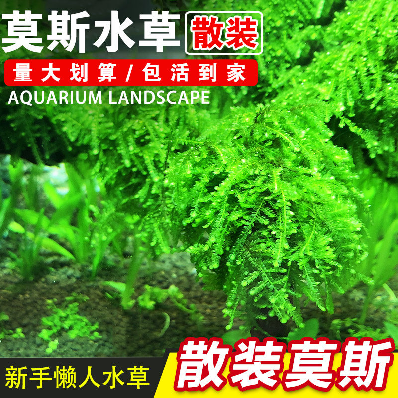 鱼缸阴性活体散装懒人真水草三角莫丝火焰珊瑚松茸莫斯水族箱造景