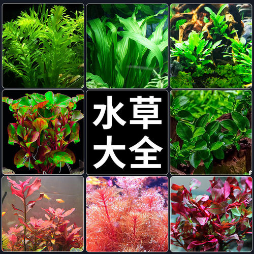 中后景懒人水草水族造景鱼缸装饰真水草套餐活体绿菊宫廷淡水植物 - 封面