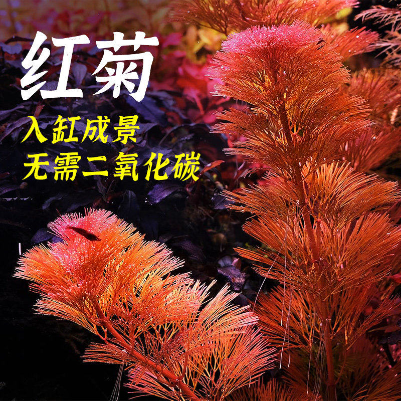 鱼缸造景植物红菊水草好养易发色水下叶新手懒人鱼缸造景红色水草
