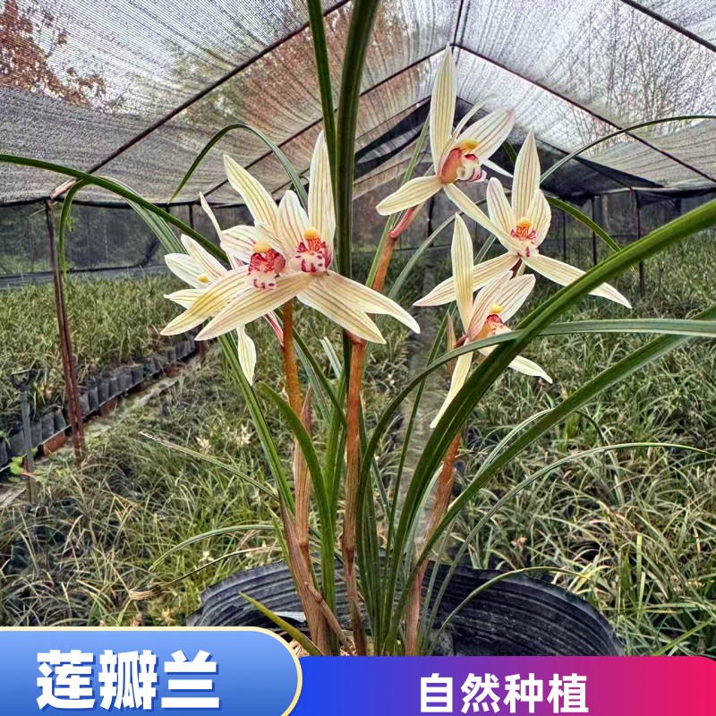 莲瓣兰中国传统名兰花色丰富