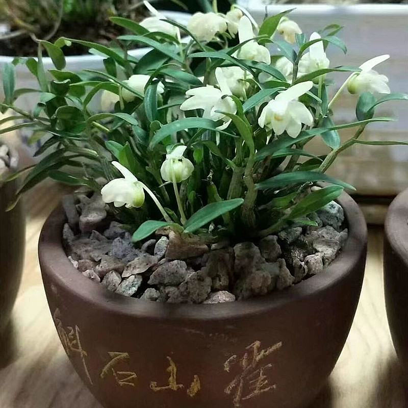 霍山米斛 稀有品种 比铁皮好吃 米白色花 花期长 常年带叶 不落叶