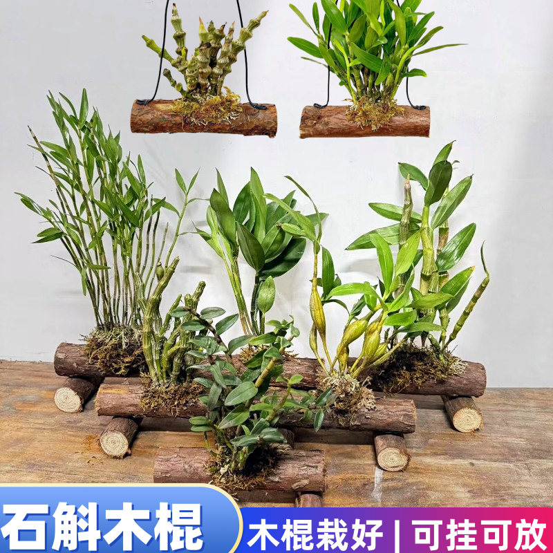 精选石斛 木棍栽好 挂养石斛 个性盆栽 绿植 报春 玫瑰 铜皮 石斛