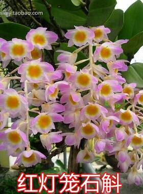 红灯笼石斛红球花石斛绿植吊兰花