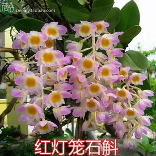 红球花石斛 兰花盆栽花卉绿植 越南稀有品种 红灯笼石斛 吊兰花