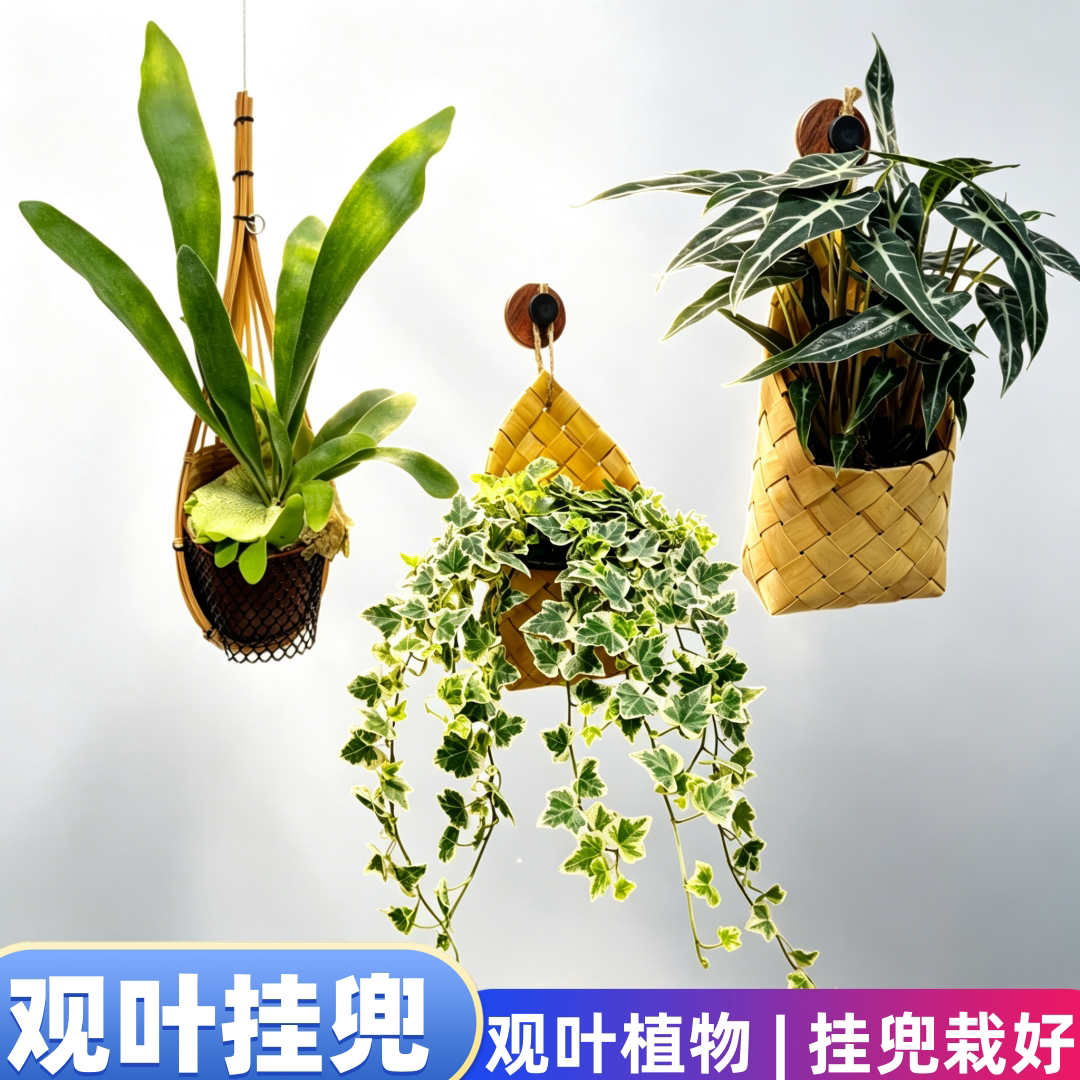 竹兜栽好鹿角蕨鸟巢白月光冬青挂件室内净化空气绿植挂饰家居装饰