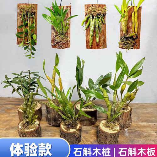 石斛小苗带木桩木板低价体验款