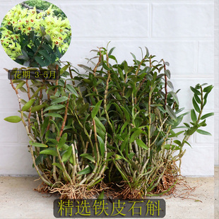 （带新芽）铁皮石斛丛苗带根发货 比金钗还好养基地种植 霍山铁皮