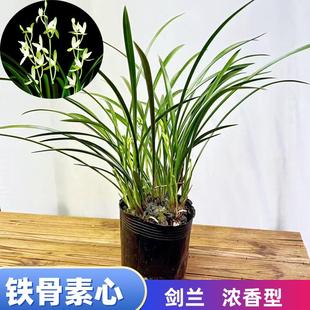 铁骨素心 兰花建兰四季兰开花香味浓郁室内阳台绿植花卉 盆栽绿植