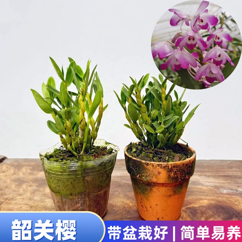 韶关樱石斛 稀有樱石斛 不是金钗开花粉色非常漂亮花期长洋兰吊兰