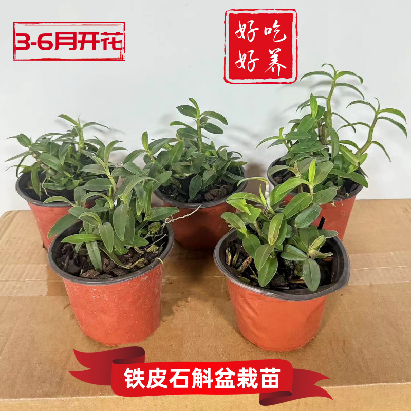 铁皮种植雁荡山可食用盆栽苗包邮
