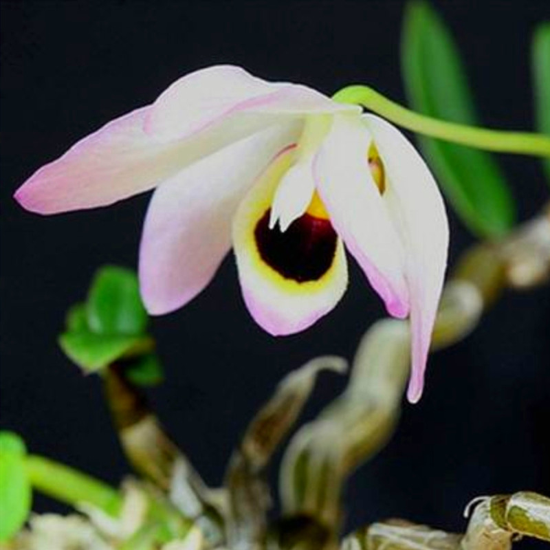曲茎石斛 稀有品种 石斛界超级稀有品种 粉色花 不是铁皮石斛粉u.
