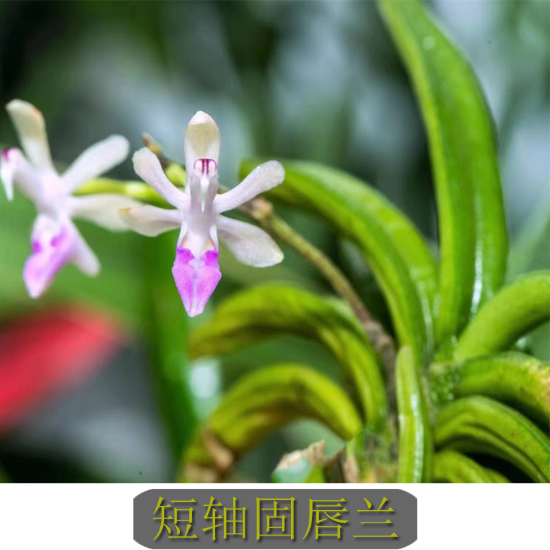 超小钥匙兰匙唇兰稀有兰花蓓莅