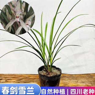 四川春剑雪兰水朱砂盆栽盆景阳台春剑四大名品高贵茂盛室内外兰花