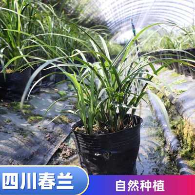 四川春兰兰草浓香细叶盆栽兰花苗