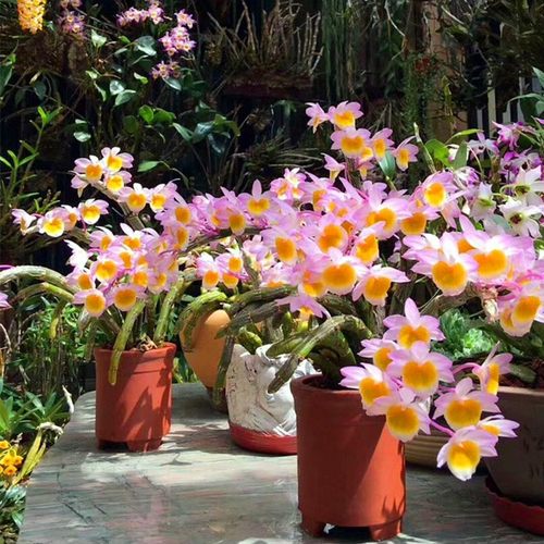 玫瑰石斛粉花石斛蓓莅比多肉好养