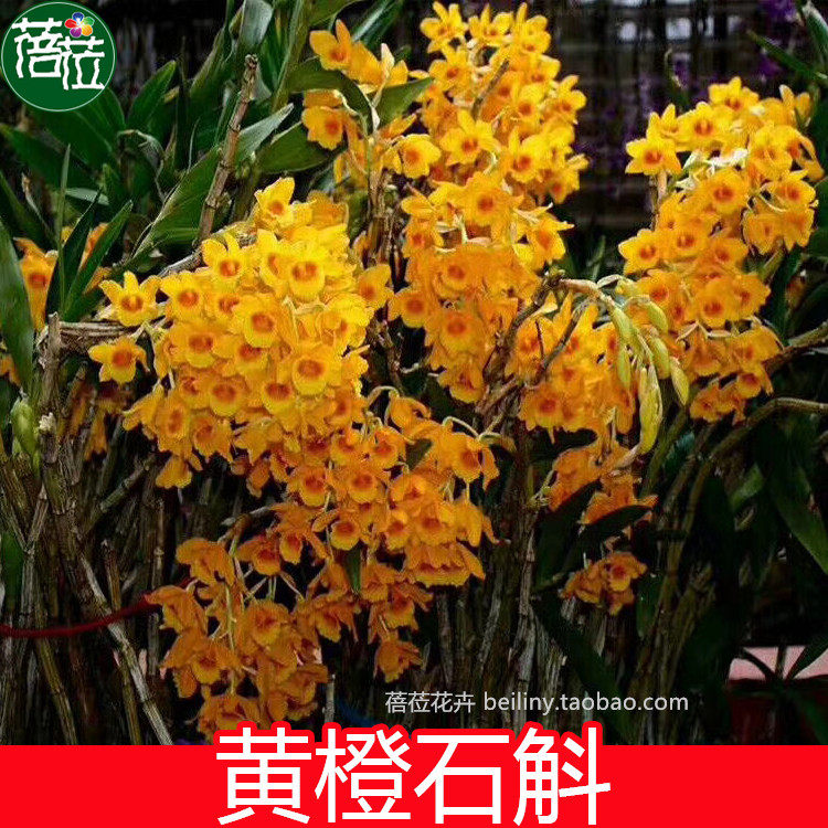 鲜活黄橙石斛 又名叠鞘 观赏兰花 附生兰花卉盆栽绿植石斛兰包邮