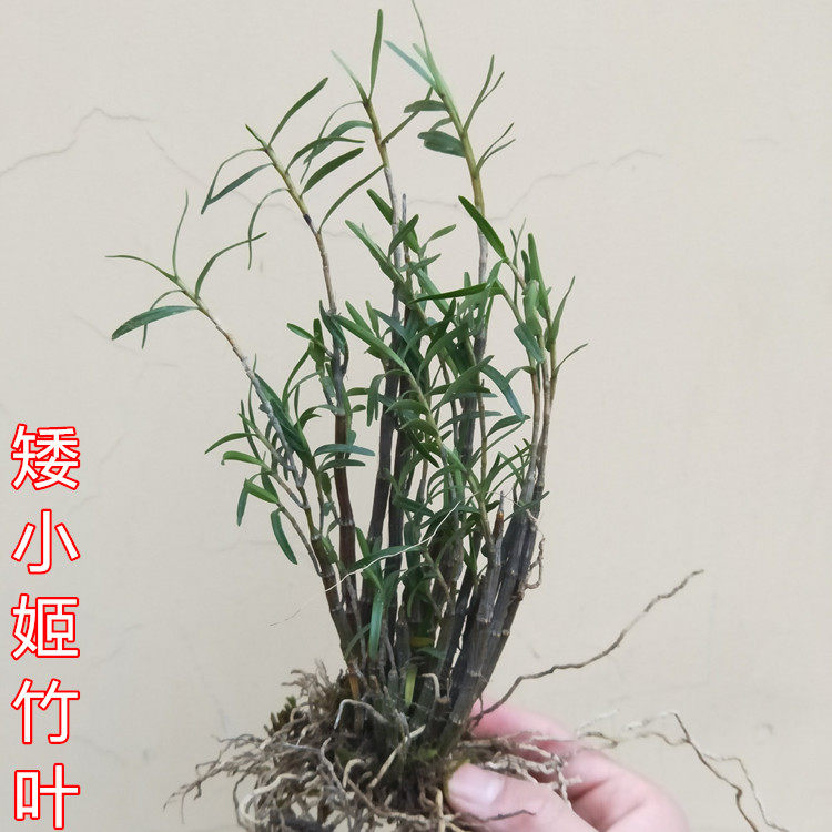 矮小丛姬竹叶石斛 盆景杈枝细叶石斛花卉绿植附生吊兰花绿植包邮