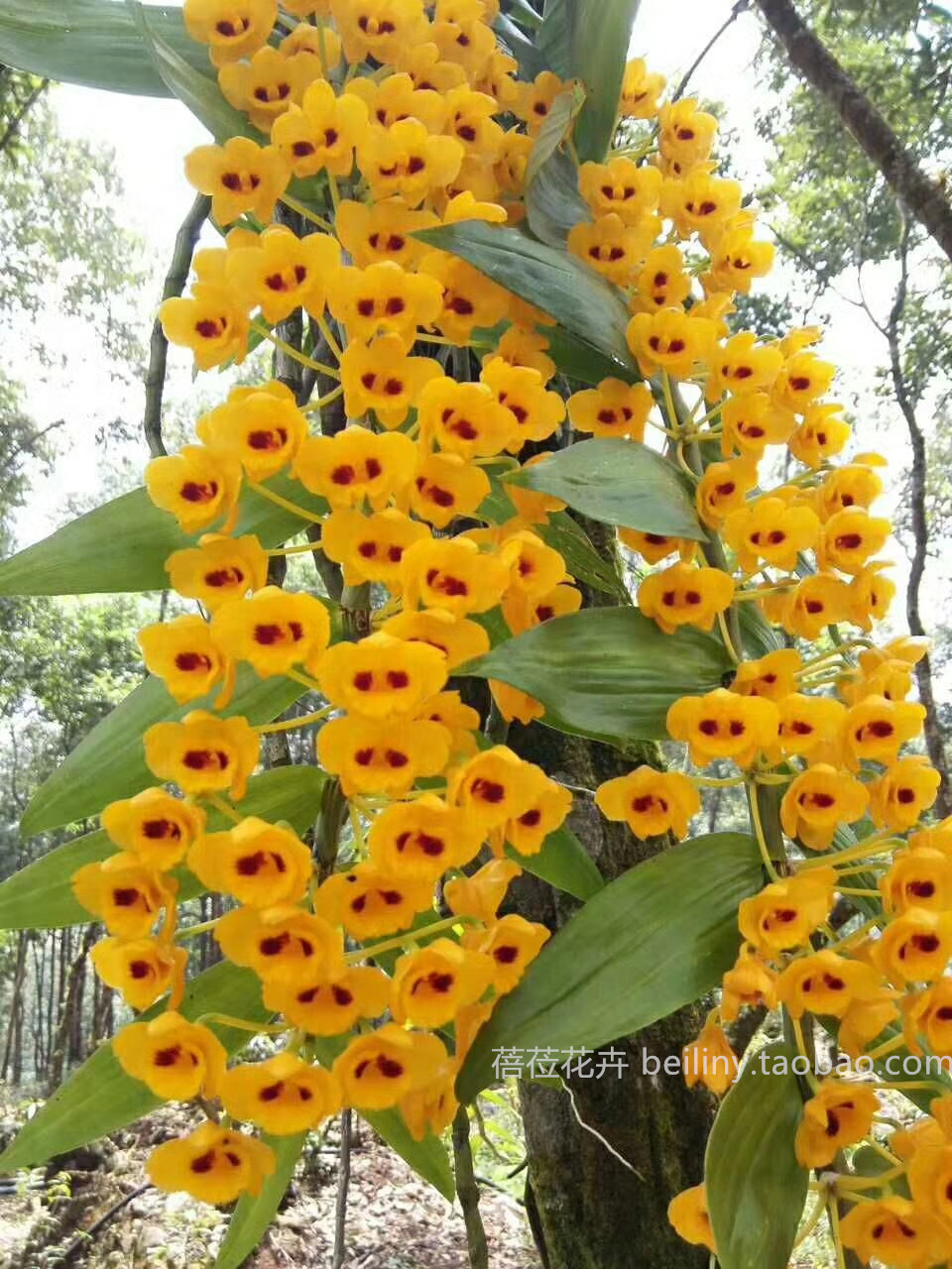 束花石斛 兰花附生兰吊兰 花盆栽绿植黄色花多洋兰花卉盆景 包邮