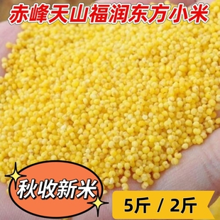 2025年日期新米内蒙古赤峰天山岗台黄小米宝宝米粥五谷杂粮米