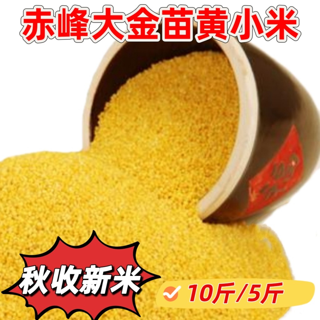 2025年秋收新黄小米内蒙古赤峰特产大金苗小米月子宝宝米粥10斤