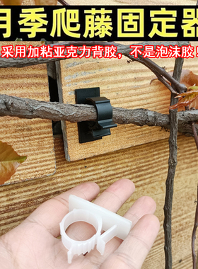 月季固定器爬藤夹子蔷薇藤蔓花枝卡扣园艺绿植上墙牵引辅助黏胶贴
