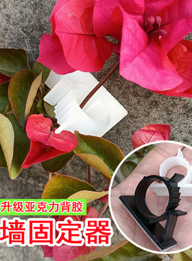 爬墙固定器绿植上墙卡扣园艺花枝牵引辅助黏贴月季蔷薇绿萝爬藤贴