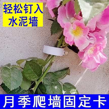 月季爬墙固定器绿植上墙卡扣蔷薇园艺花枝牵引辅助水泥钉户外墙钉