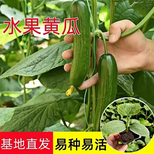 本地水果黄瓜小青瓜秧苗生吃脆嫩无刺即食时令蔬菜沙拉小黄瓜现摘